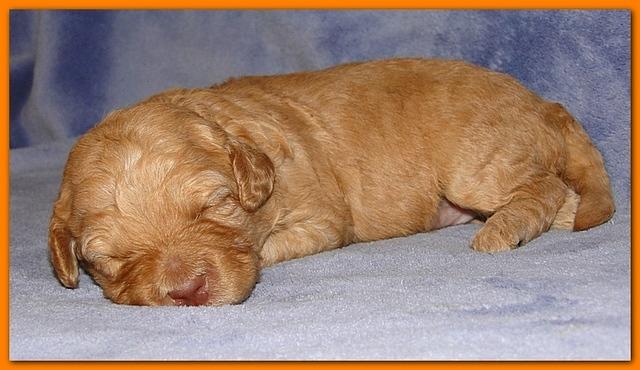 Gizzie Ripley puppies 2 weeks old 026