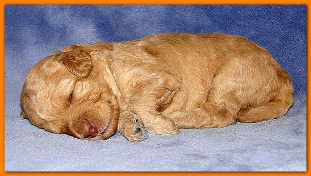Gizzie Ripley puppies 2 weeks old 032