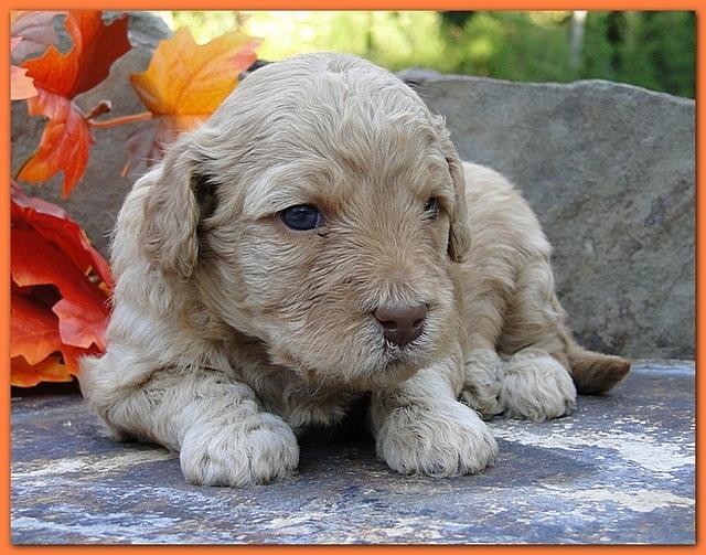 Gizzie Ripley puppies 3 weeks old 062