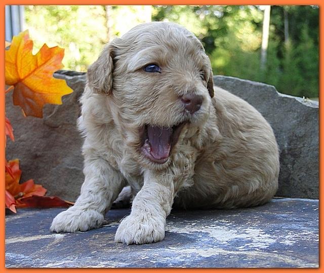 Gizzie Ripley puppies 3 weeks old 063