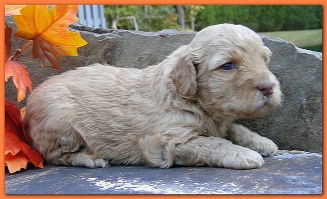 Gizzie Ripley puppies 3 weeks old 066
