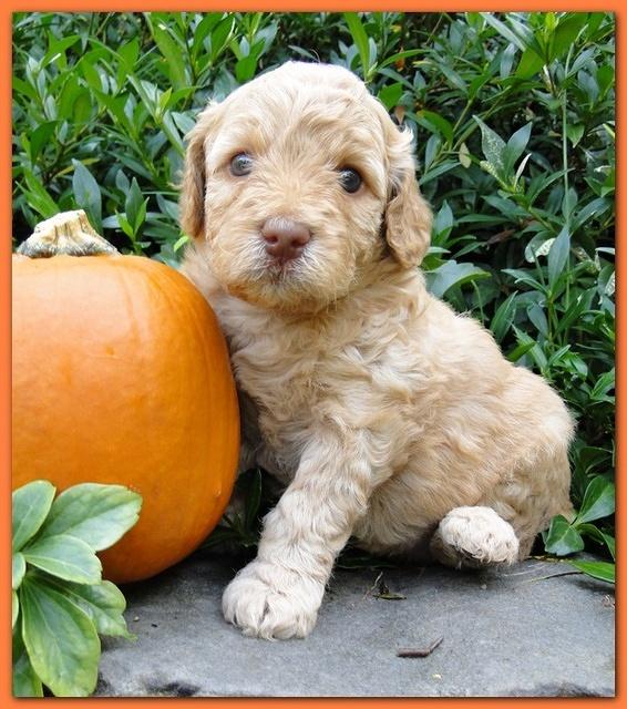 Gizzie Ripley puppies 4 weeks old 045