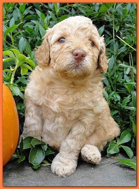 Gizzie Ripley puppies 4 weeks old 046