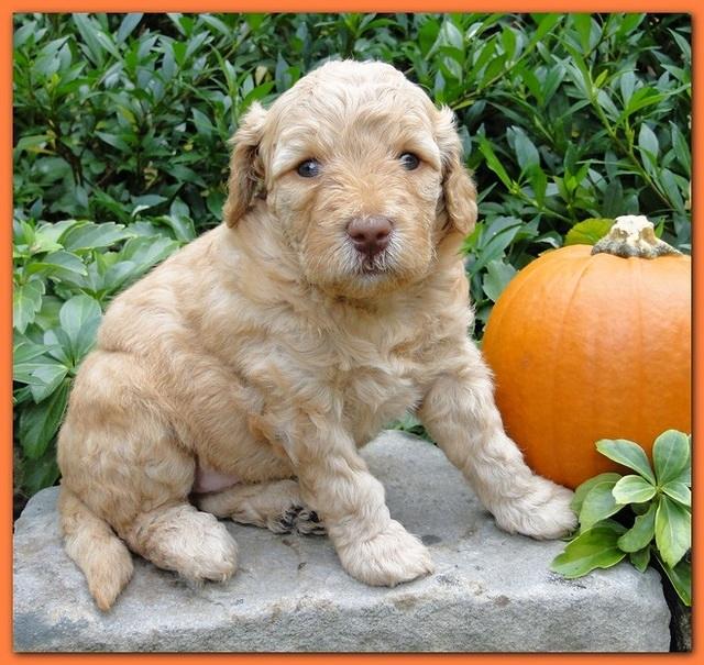 Gizzie Ripley puppies 4 weeks old 051