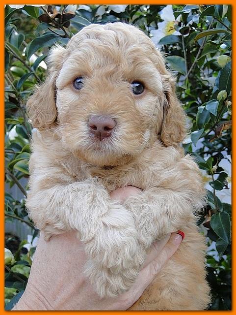 Gizzie Ripley puppies 5 weeks old 080