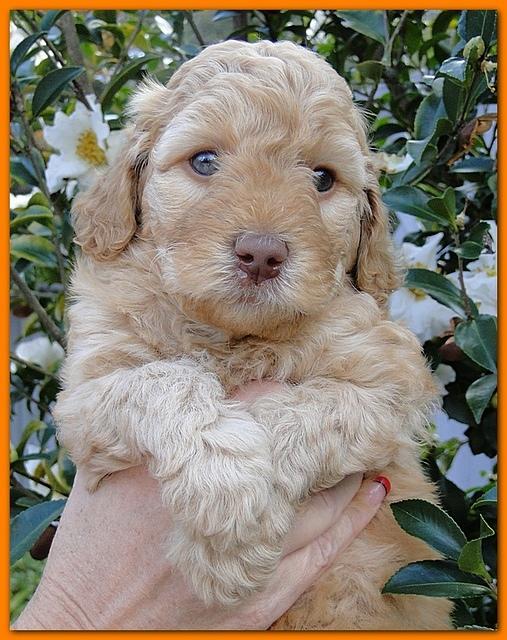 Gizzie Ripley puppies 5 weeks old 081
