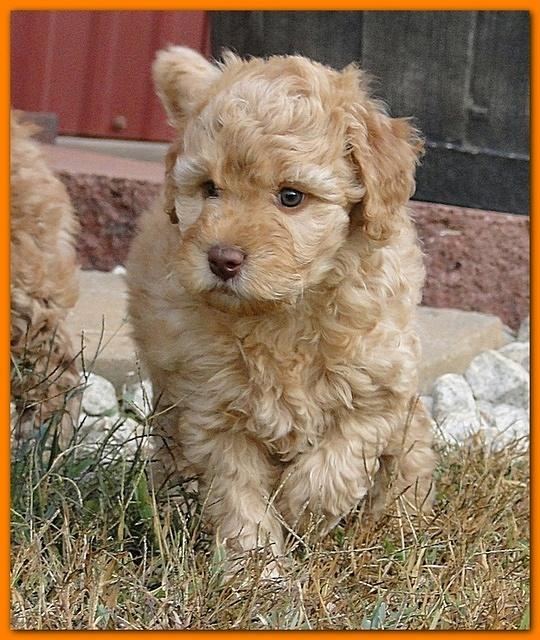 Gizzie Ripley puppies 6.5 weeks old 009