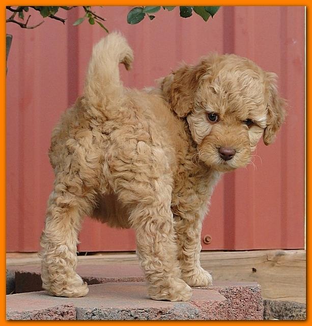 Gizzie Ripley puppies 6.5 weeks old 027