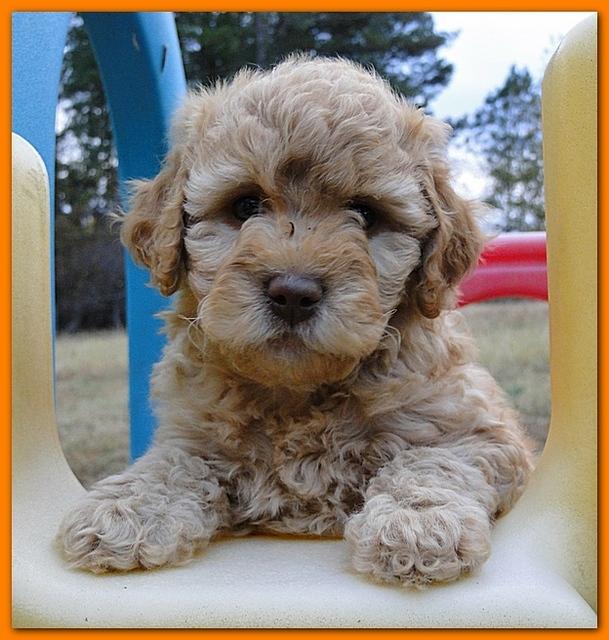 Gizzie Ripley puppies 6.5 weeks old 072