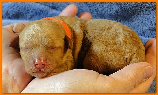Roo Ripley puppies 1 day old 025