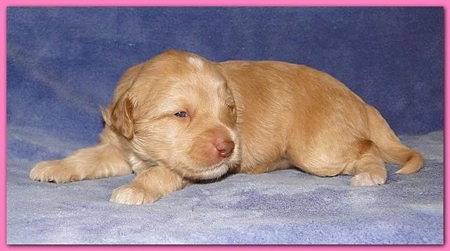 Gizzie Ripley puppies 2 weeks old 2 016