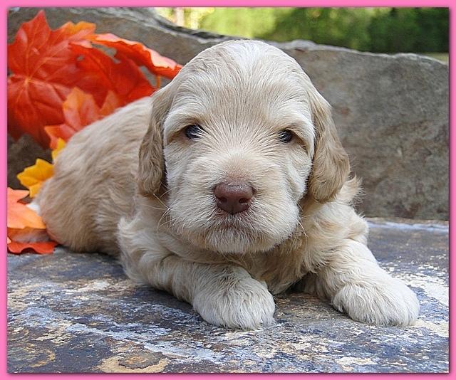 Gizzie Ripley puppies 3 weeks old 036