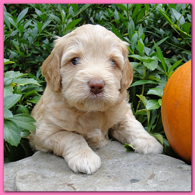 Gizzie Ripley puppies 4 weeks old 014