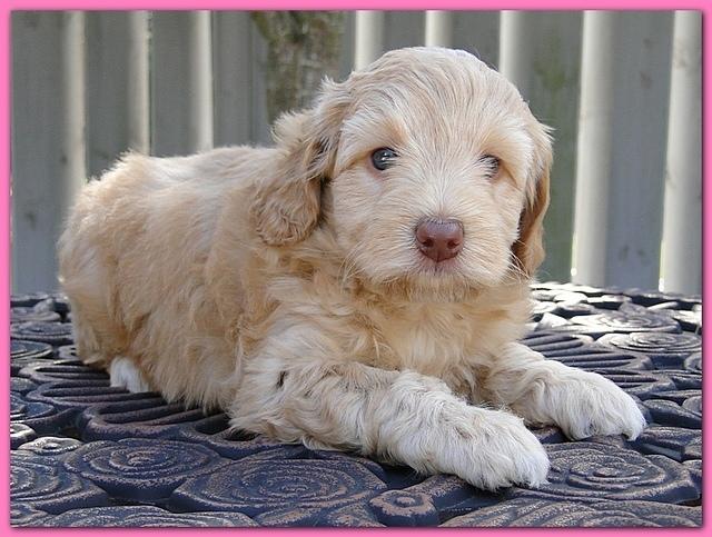 Gizzie Ripley puppies 5 weeks old 025