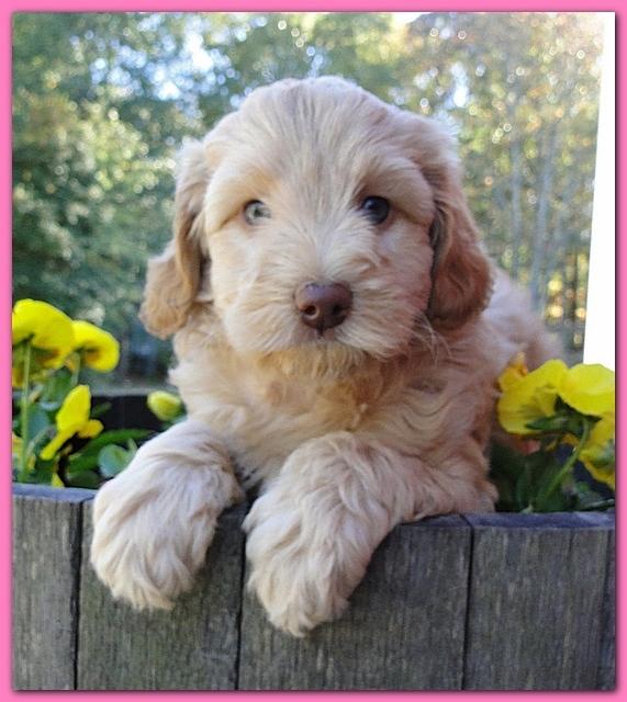 Gizzie Ripley puppies 6 weeks old 031