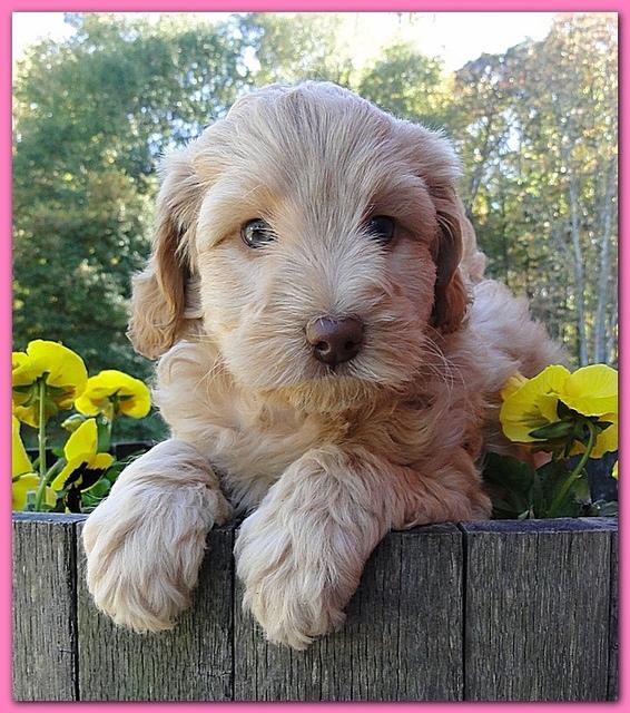 Gizzie Ripley puppies 6 weeks old 032