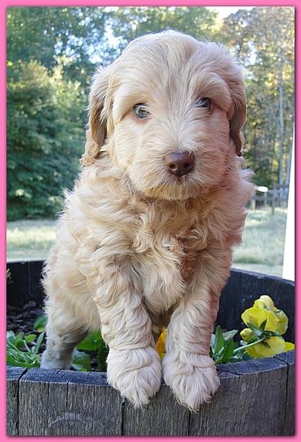 Gizzie Ripley puppies 6 weeks old 065