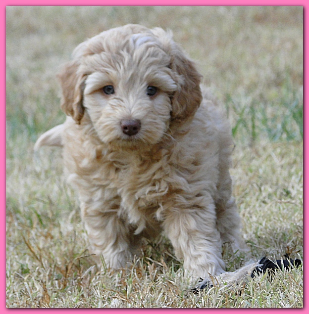 Gizzie Ripley puppies 6.5 weeks old 029