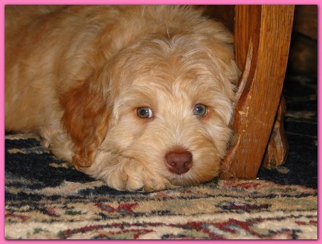 Gizzie Ripley puppies 8 weeks old 003