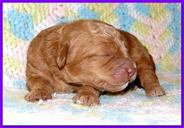Gizzie Ripley puppies 1 week old 014
