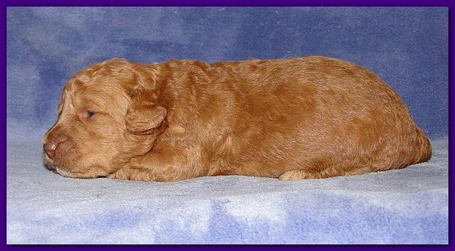 Gizzie Ripley puppies 2 weeks old 009
