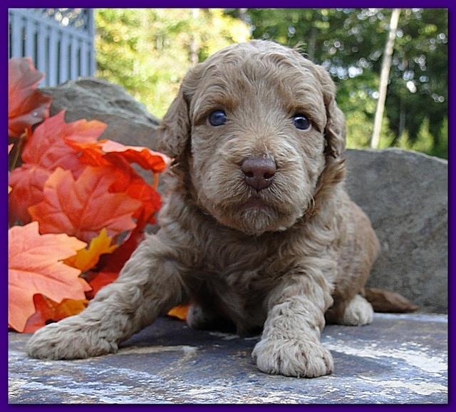 Gizzie Ripley puppies 3 weeks old 013