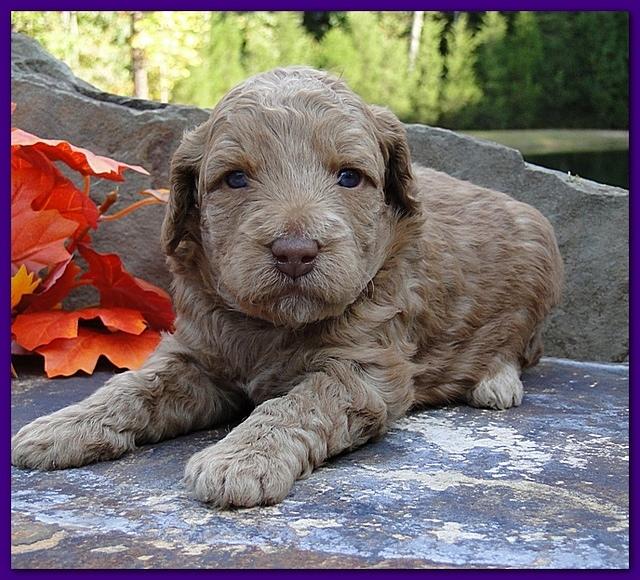 Gizzie Ripley puppies 3 weeks old 020