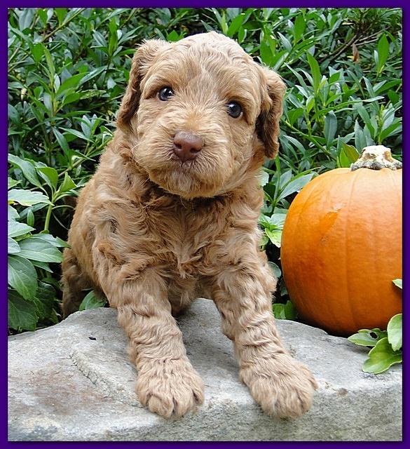 Gizzie Ripley puppies 4 weeks old 022