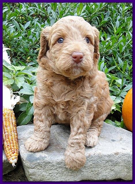 Gizzie Ripley puppies 4 weeks old 023