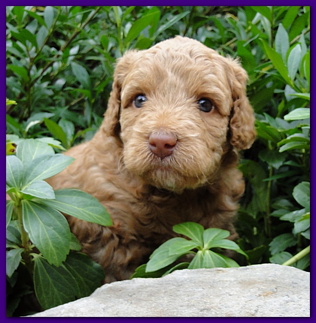 Gizzie Ripley puppies 4 weeks old 025