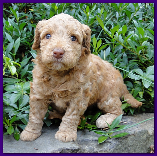 Gizzie Ripley puppies 4 weeks old 026
