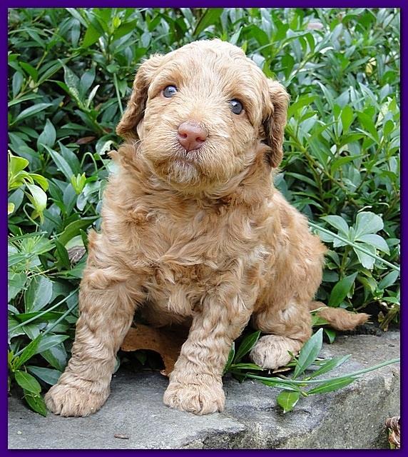 Gizzie Ripley puppies 4 weeks old 027