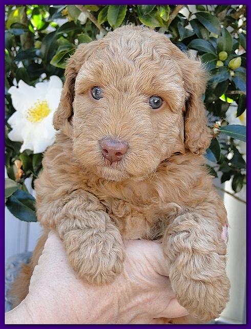 Gizzie Ripley puppies 5 weeks old 041