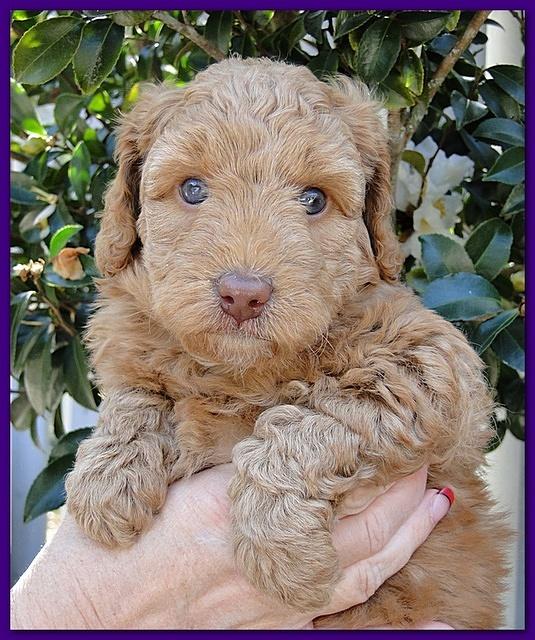 Gizzie Ripley puppies 5 weeks old 045