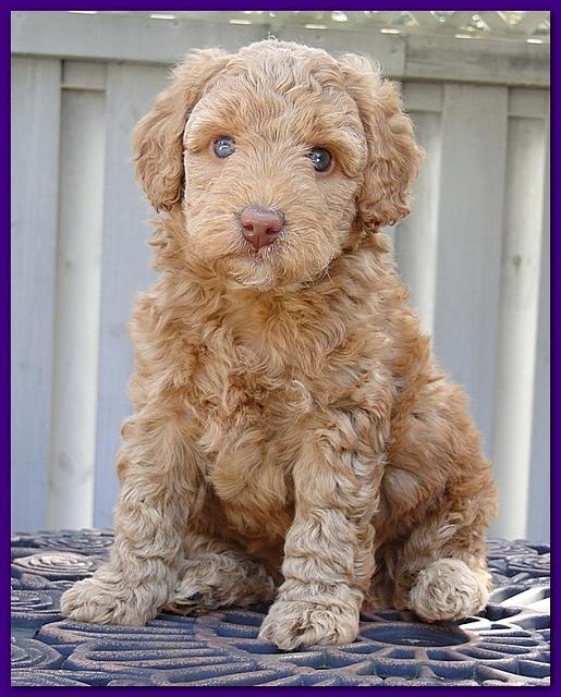 Gizzie Ripley puppies 5 weeks old 053