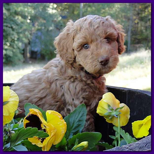 Gizzie Ripley puppies 6 weeks old 026