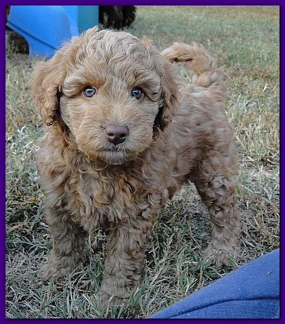 Gizzie Ripley puppies 6.5 weeks old 007