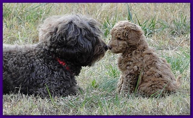 Gizzie Ripley puppies 6.5 weeks old 032