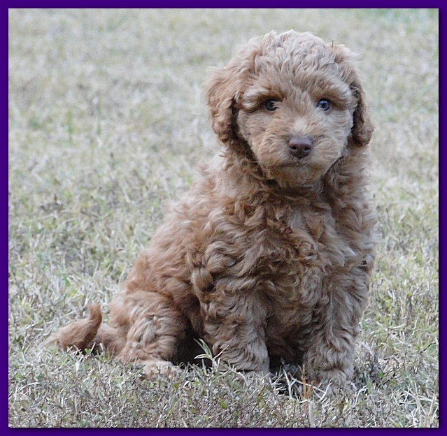 Gizzie Ripley puppies 6.5 weeks old 044
