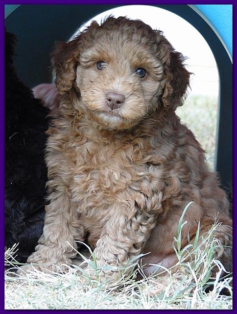 Gizzie Ripley puppies 6.5 weeks old 047