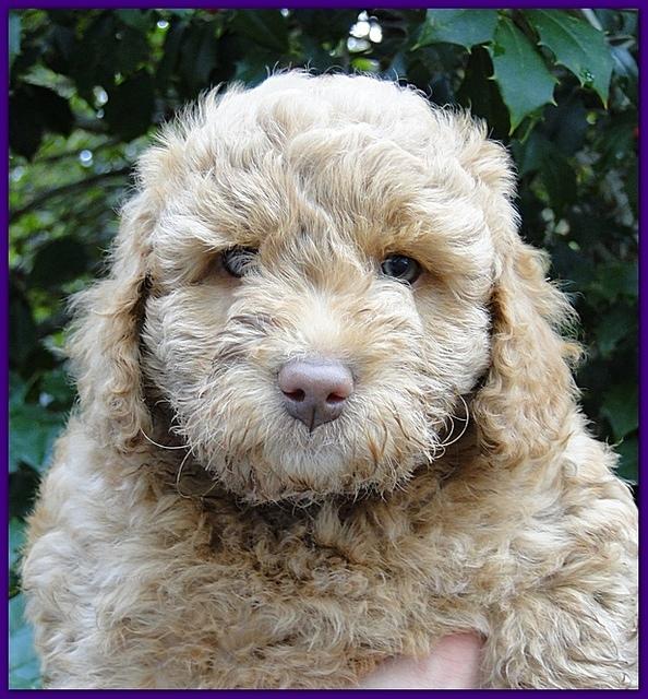 Gizzie Ripley puppies 7 weeks old 009