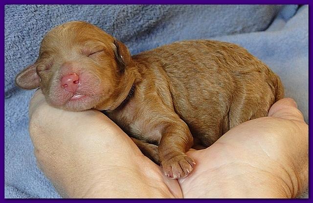 Roo Ripley puppies 1 day old 004