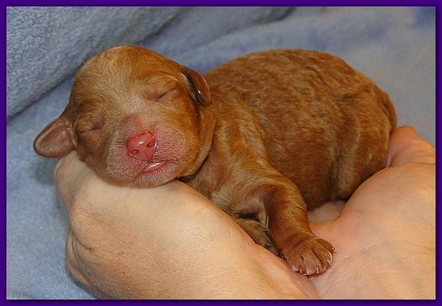 Roo Ripley puppies 1 day old 005