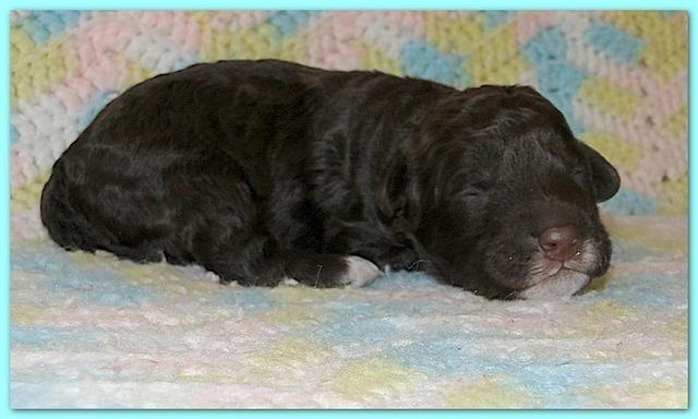 Gizzie Ripley puppies 1 week old 028