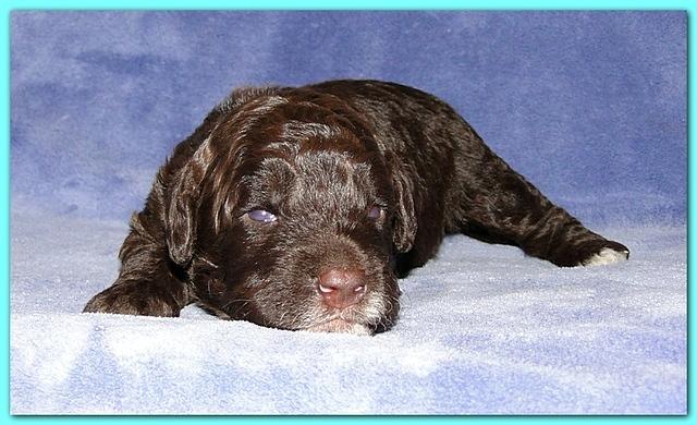 Gizzie Ripley puppies 2 weeks old 015