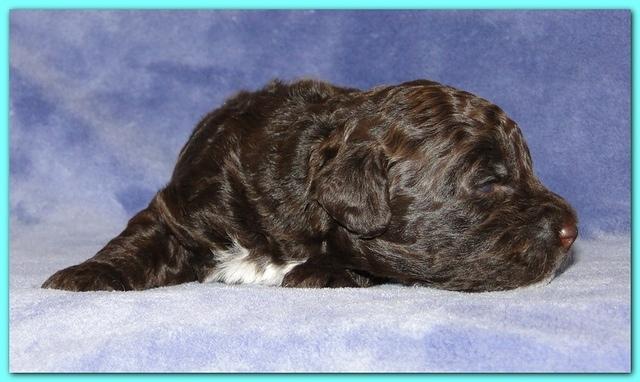 Gizzie Ripley puppies 2 weeks old 017