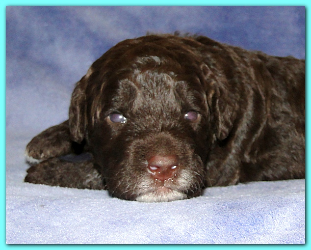Gizzie Ripley puppies 2 weeks old 022