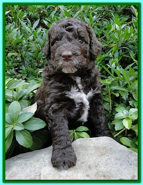 Gizzie Ripley puppies 4 weeks old 036