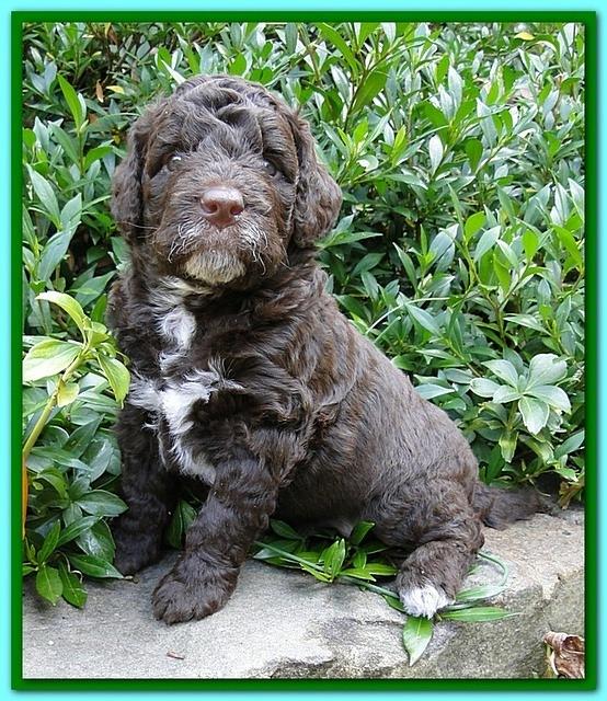 Gizzie Ripley puppies 4 weeks old 039