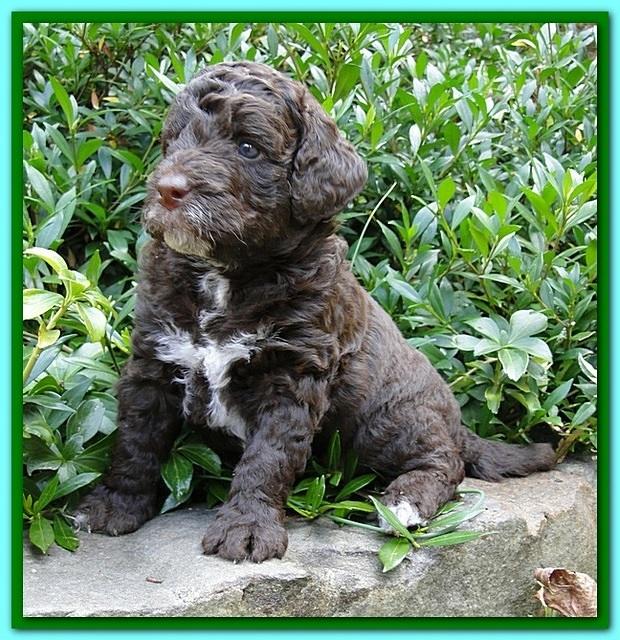 Gizzie Ripley puppies 4 weeks old 040